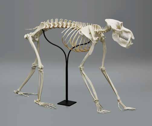 Siamang Skeleton, Articulated Symphalangus (Hylobates) syndactylus The smallest of the great apes, gibbons and siamangs are known for their remarkable gymnastic ability and extremely long arms.