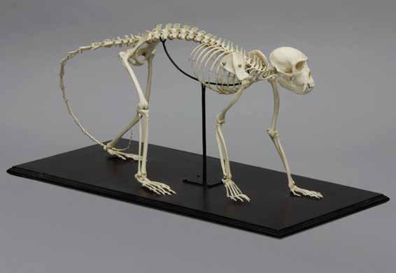 Old World Monkey Skeletons Vervet Monkey 4 ½ L, 3 W, 3 H BC-069...$160.