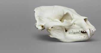 second-largest polar bear skull ever found.