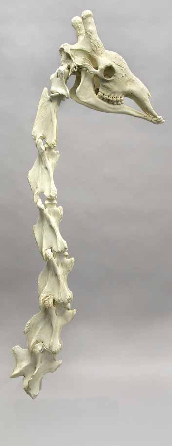 00 Giraffe Cervical Vertebra, Single 14 ¼ L, 5 ½ W, 7 ½ H