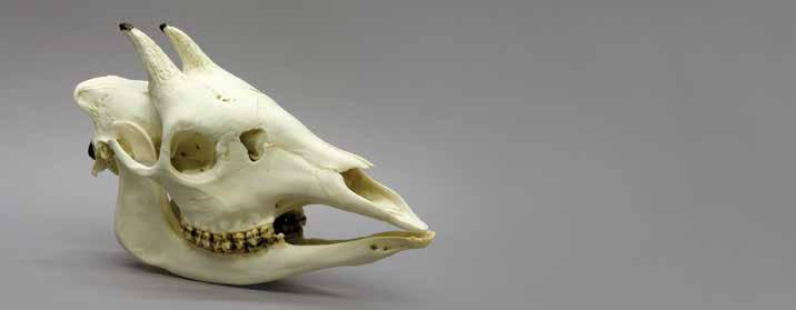 Okapi Skull Okapia johnstoni Like its relative the giraffe, the okapi also has two bony projections.