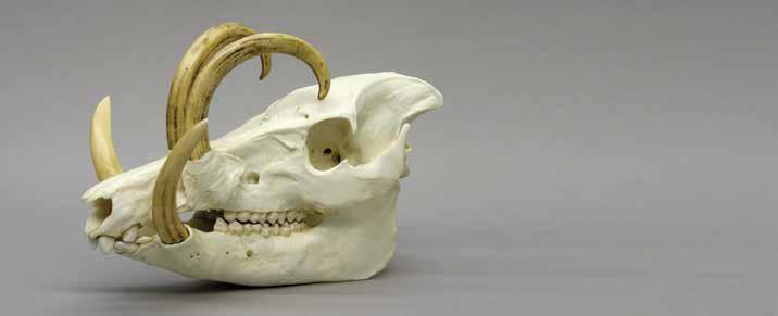 00 Babirusa Tusks, Set of 4 The odd canines give rise to its name translated pig-deer.