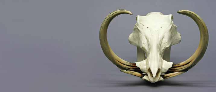 00 Babirusa Skull with Tusks Babyrousa babyrussa The babirusa is found in some of the rainforests of