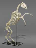 Horse Skeleton, Disarticulated SC-125-D... $6,600.00 1.