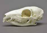 00 Flying Lemur Skeleton, Articulated Cynocephalus