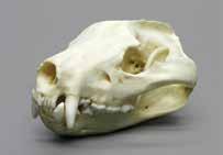 00 Fruit Bat Skull Pteropus poliocephalus 2 ¾ L, 1 ½