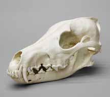 While care is taken to ensure the major features of the skull are