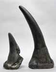 00 Sumatran Rhinoceros Skull without Horns BC-051...$750.00 1.