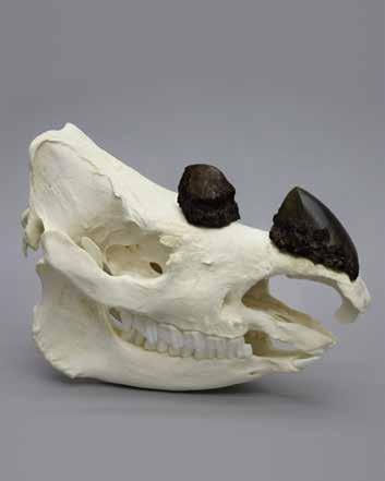 ..$450.00 Black Rhinoceros Horn, Large 18 ¼ L, 5 W KO-252L...$185.