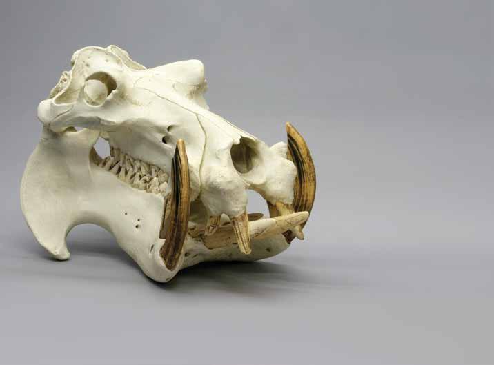 Pygmy Hippopotamus Teeth A full set of teeth. (10) KO-007S...$220.