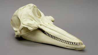 Bottlenose Dolphin Skull 18 ½ L, 9 ½ W, 8 H BC-033...$390.