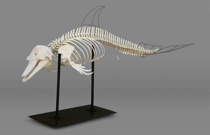 dolphin s skeleton is exquisitely tailored to its life in the water: light