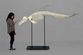 waters. This articulated skeleton includes removable metal fins.