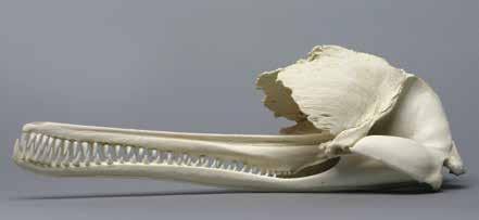 False Killer Whale Tooth Pseudorca