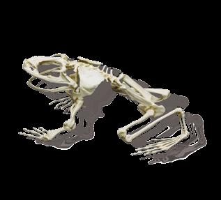 Gorilla Skeleton see page 14 Black-footed Albatross Skeleton see page 3 Goliath Frog