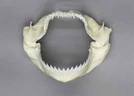 4. Kitefin Shark Jaw Dalatias licha 4 ½