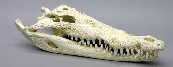 Stands Available for Select Skulls Saltwater Crocodile, Crocodylus porosus 6 ½ L, 2 ½