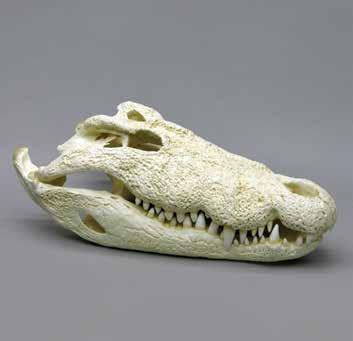 00 Nile Crocodile, 26 Crocodylus niloticus 26 L, 13 ¾ W, 9 ¼ H BC-038... $575.