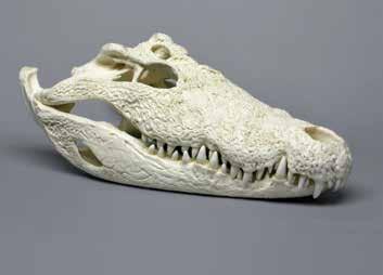 00 Nile Crocodile, 30 Crocodylus niloticus 30 L, 16 W, 10 ¼ H BC-273......$750.