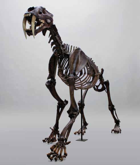 FOSSILS Sabertooth Cat, Smilodon Skeleton, Tarpit, Articulated Smilodon fatalis (californicus) A full skeleton (231 pieces) of the majestic sabertooth cat (Smilodon