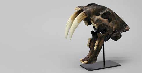 (Stand Included) 67 L, 20 W, 53 H SC-018T-A...$7,800.00 Sabertooth Cat, Smilodon Skeleton, Tarpit, Disarticulated (Not Shown) SC-018T-D...$5,500.