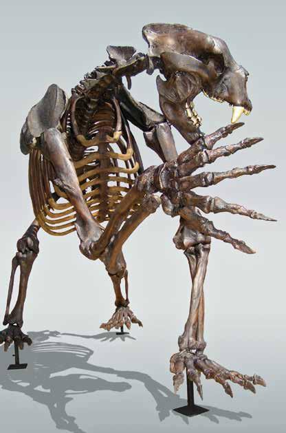 Short-faced Bear, Articulated, Upright Arctodus simus became extinct 11,000 years ago.