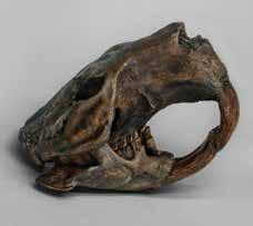 Giant Fossil Hyena Dinocrocuta gigantea 17 ½ L, 10 ½ W, 11 H BC-223... $425.