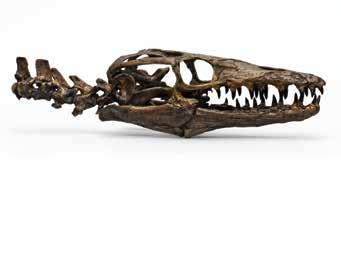 00 Mosasaur Skull 15 L, 5 W, 6 H BC-160...$525.