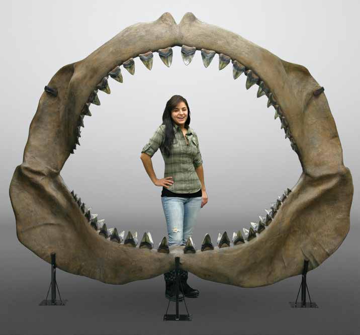 Megalodon Shark Jaw, Assembled Carcharocles megalodon BC-295-A3... $24,000.00 BC-295-A4... $26,000.00 BC-295-A5... $27,000.