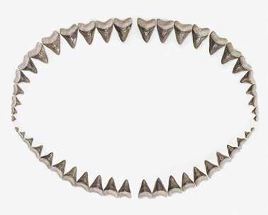 Megalodon Shark Teeth, Set of 46, Large Carcharocles megalodon (Unmounted) CB-11-46P.