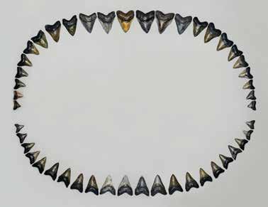 KO-008-SET...$275.00 Megalodon Shark Tooth 6 ¾ L KO-008-3...$80.