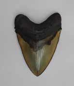 00 Megalodon Shark Teeth, Set of 46 Miocene Era (10 MYA).