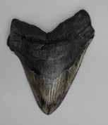 Gordon Hubbell, is the most complete set of associated megalodon teeth ever found.