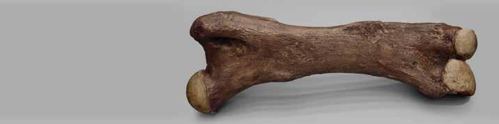 Columbian Mammoth Molar Mammuthus columbi 8 L, 3 ½ W, 7 ¼ H KO-198...$180.