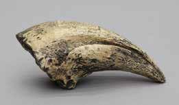 1. Fossil Giant Sperm Whale Tooth Physeter macrocephalus This extinct