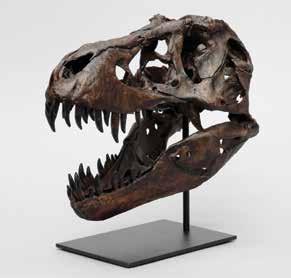 We are grateful to Black Hills Institute of Geological Research (BHIGR) for the opportunity to collaborate on the production of this 1:6 scale version of the Tyrannosaurus rex skull