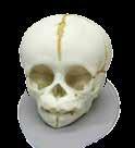 skulls, full and partial skeletons,