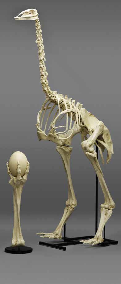About the Elephant Bird The elephant bird is considered the largest bird in history.