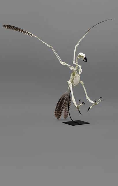 Birds (Ornithology) Skulls, Skeletons & Elements Harpy Eagle Skeleton, Articulated Harpia
