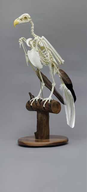 00 Harpy Eagle Skeleton, Disarticulated SC-043-D...$1,300.