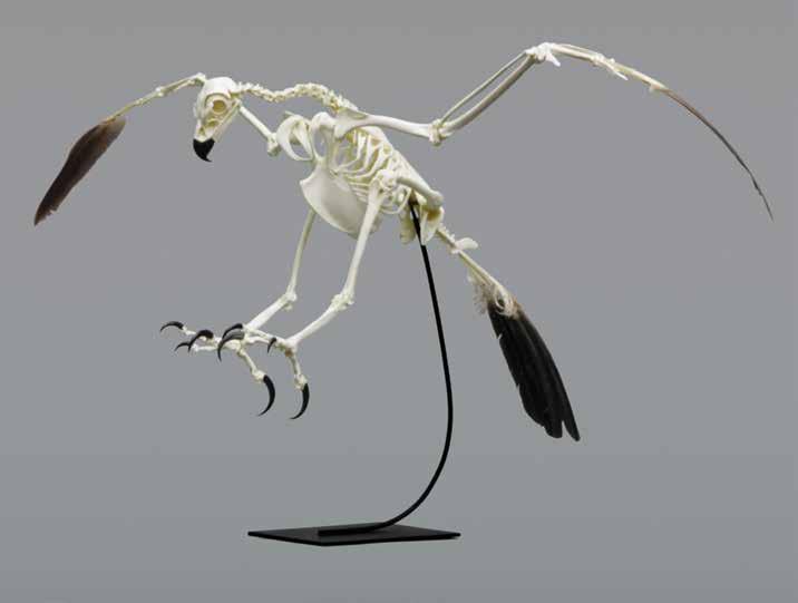 Black-footed Albatross Skeleton, Articulated Phoebastria nigripes (Stand Included) 78 Wingspan, 31 L, 20 ½ H SC-332-A...$1,725.