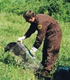 Euthanization Ontario has a large raccoon population, especially in urban areas. There are approximately 1.