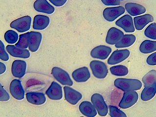 6 % Summary of I morphotype of blood parasite avr.