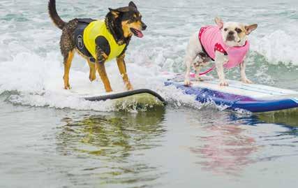 SURF DOGS HANG LOOSE OCT 2 ND While many similar events have sprung up in recent years, nothing quite holds a candle to the excitement and size of the Surf Dog