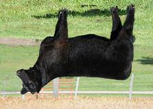 BLACK LADY 441 SIEBERT BLACK LADY 827S Bred to calve 3/02 to Here I Am A fabulous female and another stout performer at Cardinal, there are some