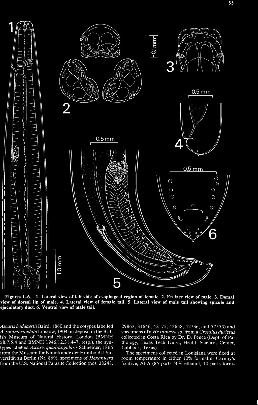 55 1 Figures 1-6. 1. Lateral view of left side of esophageal region of female. 2. En face view of male. 3. Dorsal view of dorsal lip of male. 4. Lateral view of female tail. 5.