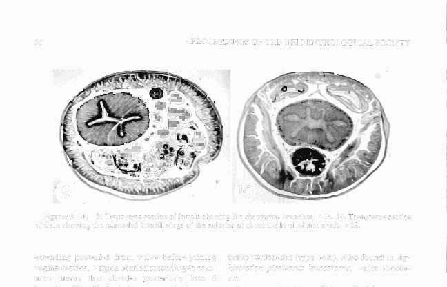 58 PROCEEDINGS OF THE HELMINTHOLOGICAL SOCIETY Figures 9-10. 9. Transverse section of female showing the six uterine branches, x 34. 10.