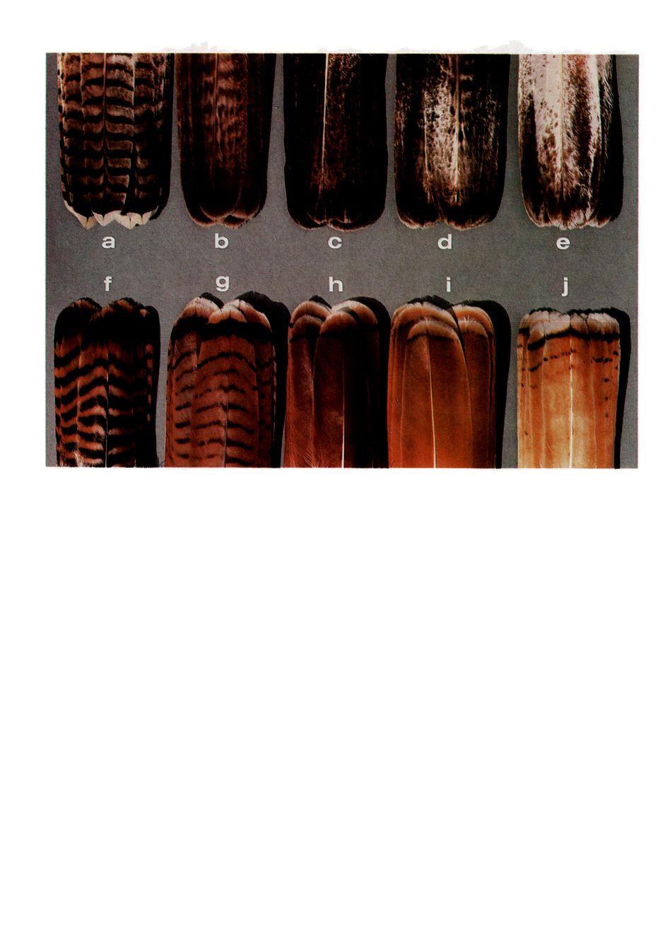 I I!! b c d e f ß h i j Figure 3. Dorsal tail patterns of major Red-tailed Hawk forms. a. immature Red-tailed Hawk (most forms similar} b. adult Harlan Hawk (barred-tailed morph} c.