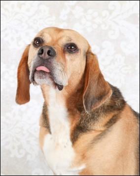 Why Beagles? Beagles have been used for hunting in Newfoundland and Labrador and other areas for decades and have commonly been called hunting or rabbit dogs.