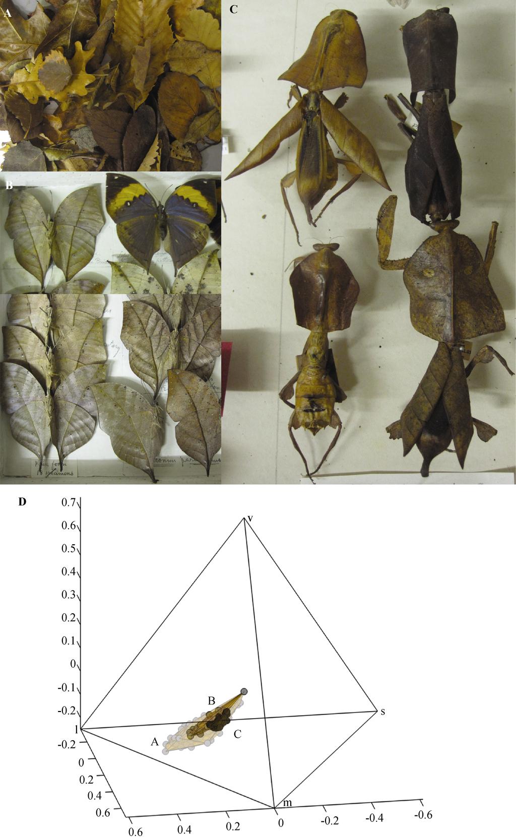 644 Fig. 9 Current Zoology Vol. 58 No. 4 Masquerade in insects Dead leaf-mimicking butterflies (Kallima spp.